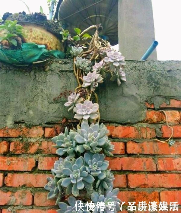 冬美人|此种“多肉”，干不死冻不死，一年四季无人管也疯长，路边常见！
