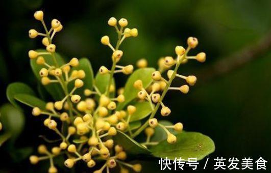 长势|让人怜惜的4种花，长势超快，全年开花，一年成花墙