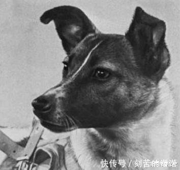 它被前苏联送上太空,被称之为第一只天空狗,后来怎么样了