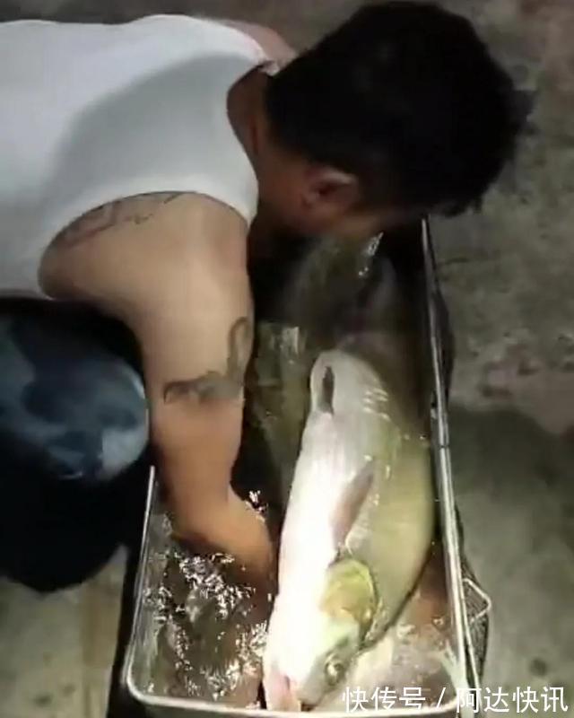 钓友|罕见!四川三岔湖“翘嘴鱼王”被人钓上岸,钓友反馈:抱不动啊