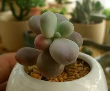 多肉什么时候该浇水