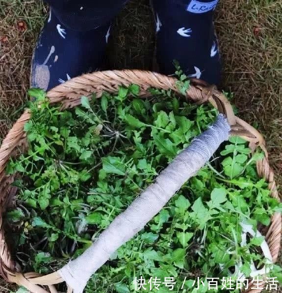 中国公认最好吃的7大野菜,你若是全吃过,请收下我的“膝盖”