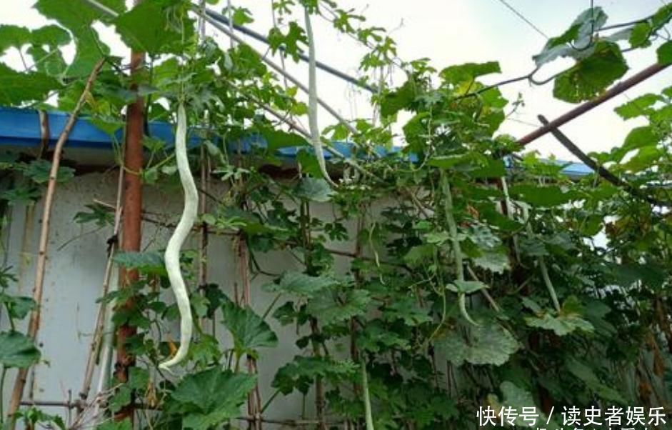苦瓜种类名字图片大全 苦瓜种类名字图片大全