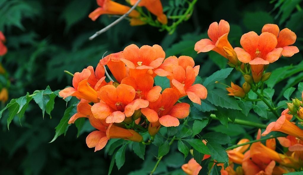 藤之王|四月养花选它,爬藤之王凌霄花,养一盆开成花瀑布,值得拥有