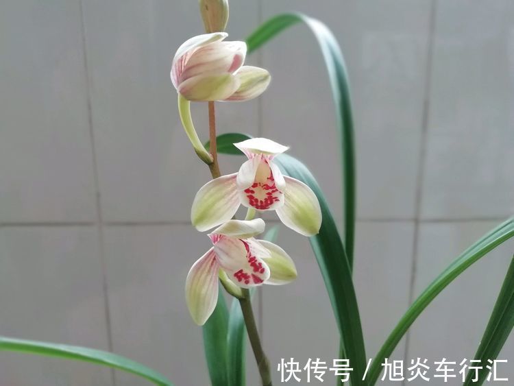 4种花很耐养,好养易活开花漂亮,四季繁花似锦,美