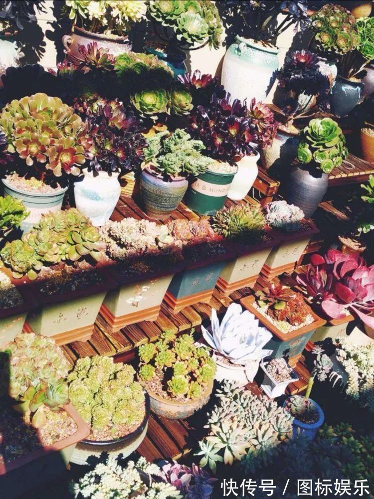 遇见，是一生！遇见多肉，是我的余生和全部！