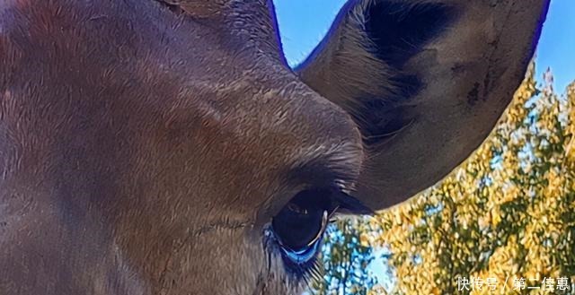 拍出|手机就能拍出整个动物园,vivo S7如何做到