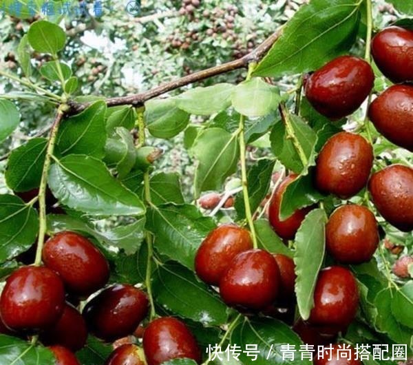 着非常悠久的历史|陕西榆林十大特产,只有地道榆林人才知道的美味,全吃过的不一般