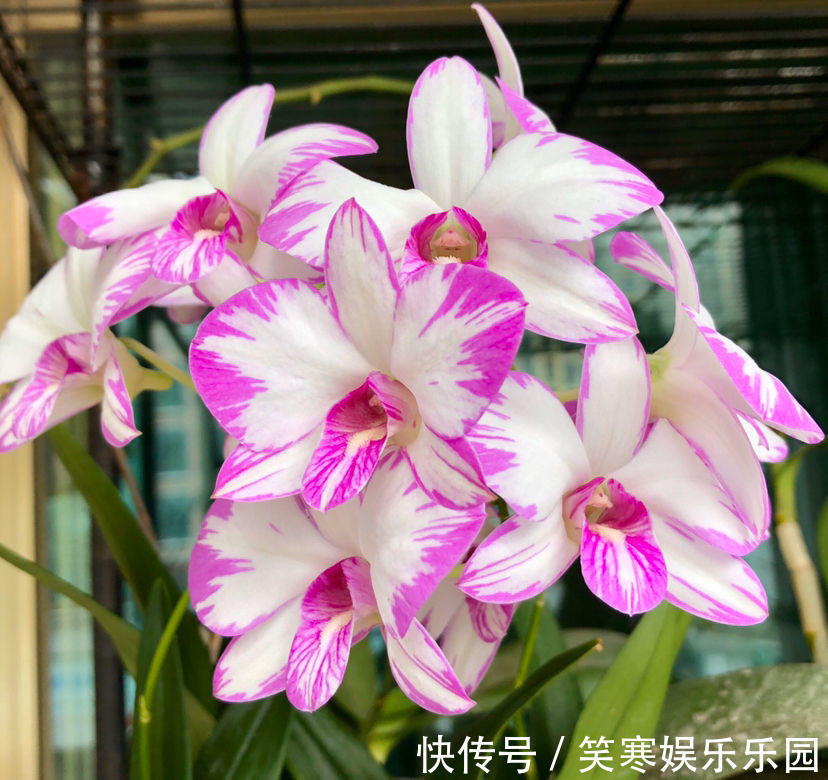 深山老林的美艳石斛,原来在家也能养,使劲洒水就猛长!