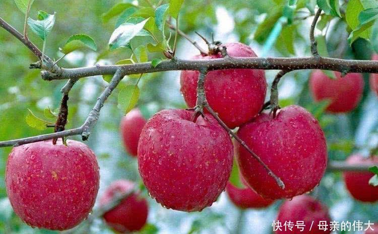 红肉苹果|人到中年想长寿,要坚持吃3种食物,美容养颜,防止皮肤衰老
