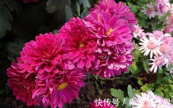 菊花|喜欢养菊，不如养盆“欧洲小米菊”水晶紫，姹紫嫣红，室内盆栽养