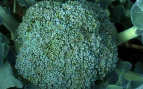 利脏器|女性想要身体好,秋季推荐3种食物,排毒清肠,刮油消除小赘肉