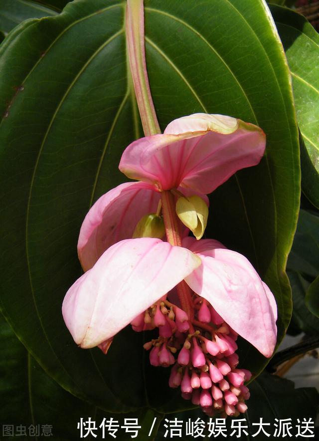 等我有钱了,就养这些花,高端大气,花期长