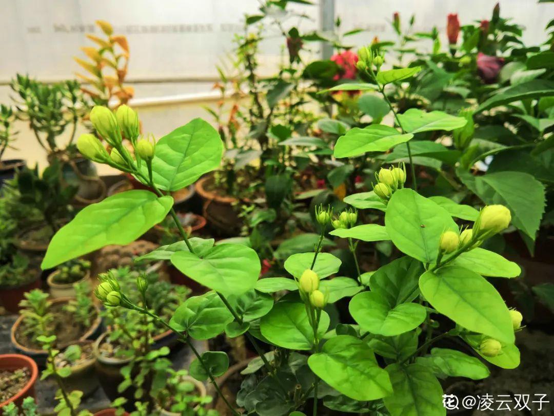 营养液|马上进入花期的花,10天一次肥,下个月就开花