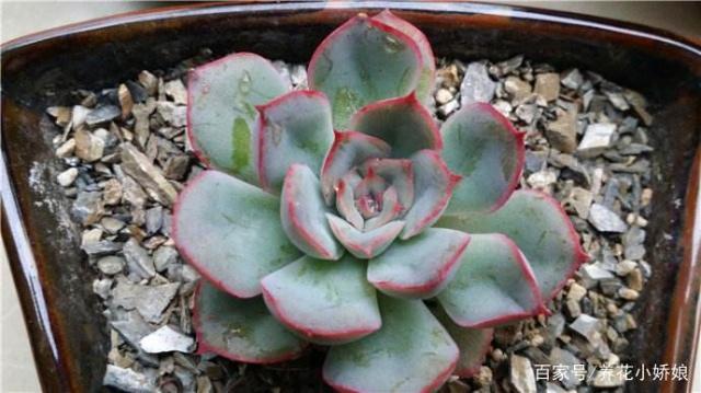 多肉植物长不大就是因为这3点原因,以后可一定要注意喽!
