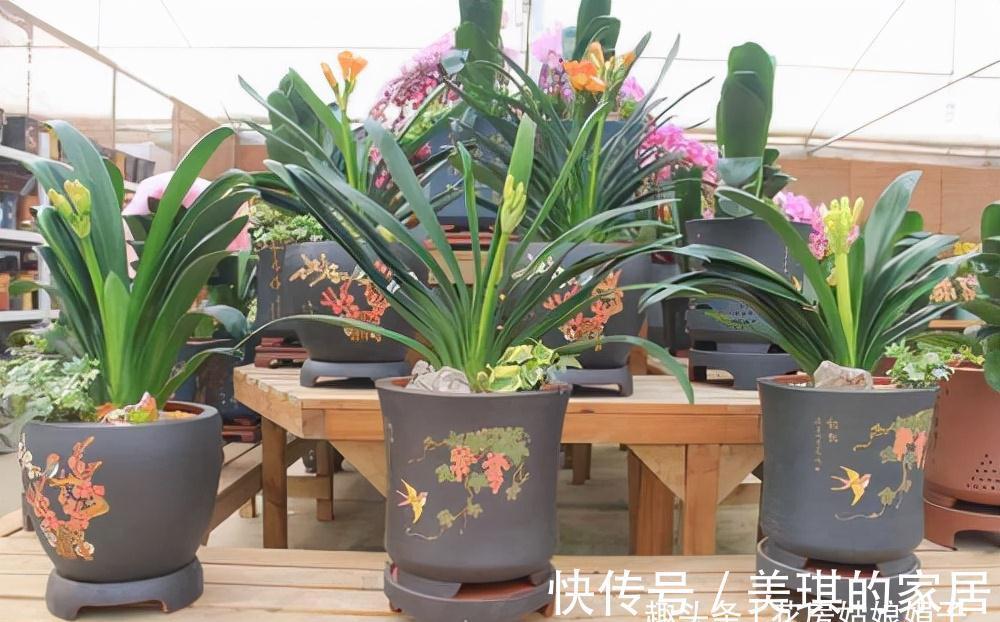 养花时明明没有多浇水，为什么还是“烂根”了？原因在这儿