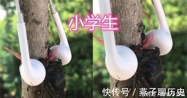 鬼点子|“知了”被虐很惨?大学生直接吃,高中生做手办,小学生简直魔鬼