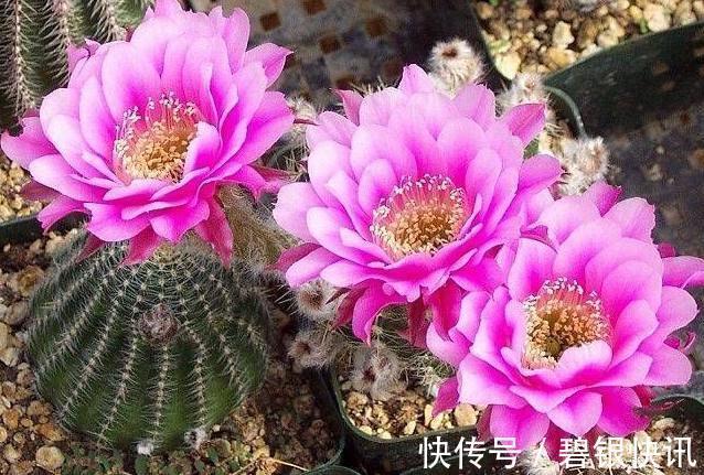 养花|家里养这5种花,怎么折腾也不死,养一盆爆一盆,懒人也合适