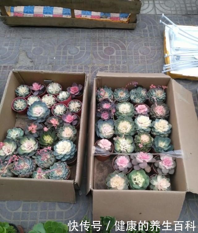 买的花总不活,秘密全在花盆里,搬起来看看才知道!