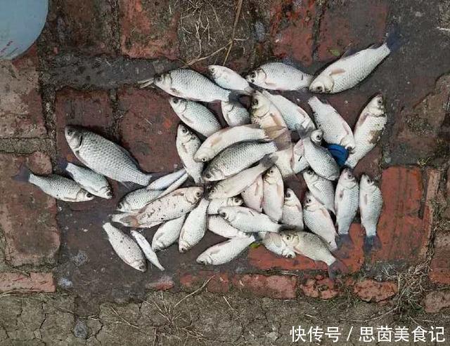 米饭|这东西2块多钱1斤,小鱼不爱专攻鲫鱼,爱钓鱼的你别错过