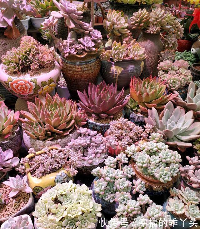 养多肉的花友,在12月份都在做“3件事”,多肉肥美胖成球