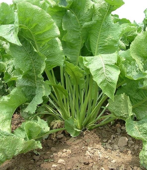  兴奋剂|农村地里的“土辣根”，被称“植物兴奋剂”，提神醒脑还助消化