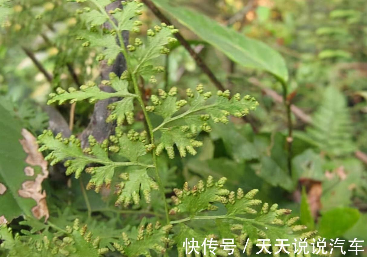 金粉草|山上杂草，看着不起眼，如今成为治疗金粉草，很珍贵