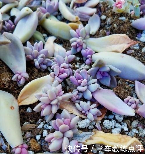 扦插|多肉植物叶片扦插不生根教你1招，生根快，小苗“噌噌”变中苗！