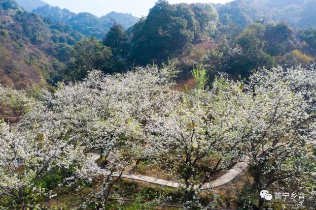 老年|这里梨花绽放，十里芬芳