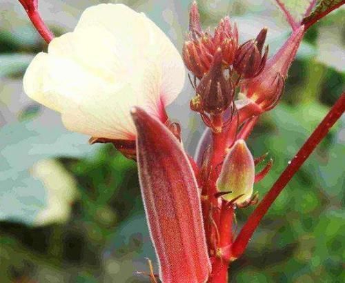  红秋葵|女人不想显老，多吃以下食物，清理肠胃，增强免疫力，谁吃谁健康