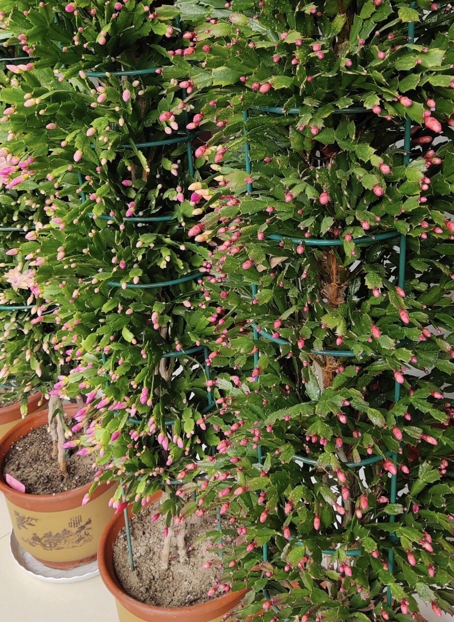 她的蟹爪兰“养成”大花球，一盆开花上百朵，秘诀有3个