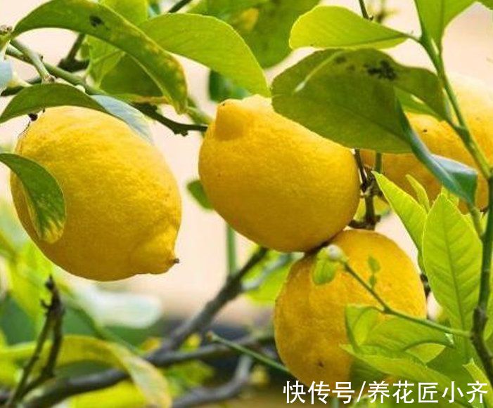 5种“助眠”花,最适合卧室养,好养易打理,整晚睡得香