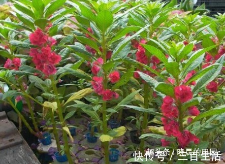 子宫|十个女人九个妇科炎症，用此“花”泡水喝，缓解痛经，对子宫贼好