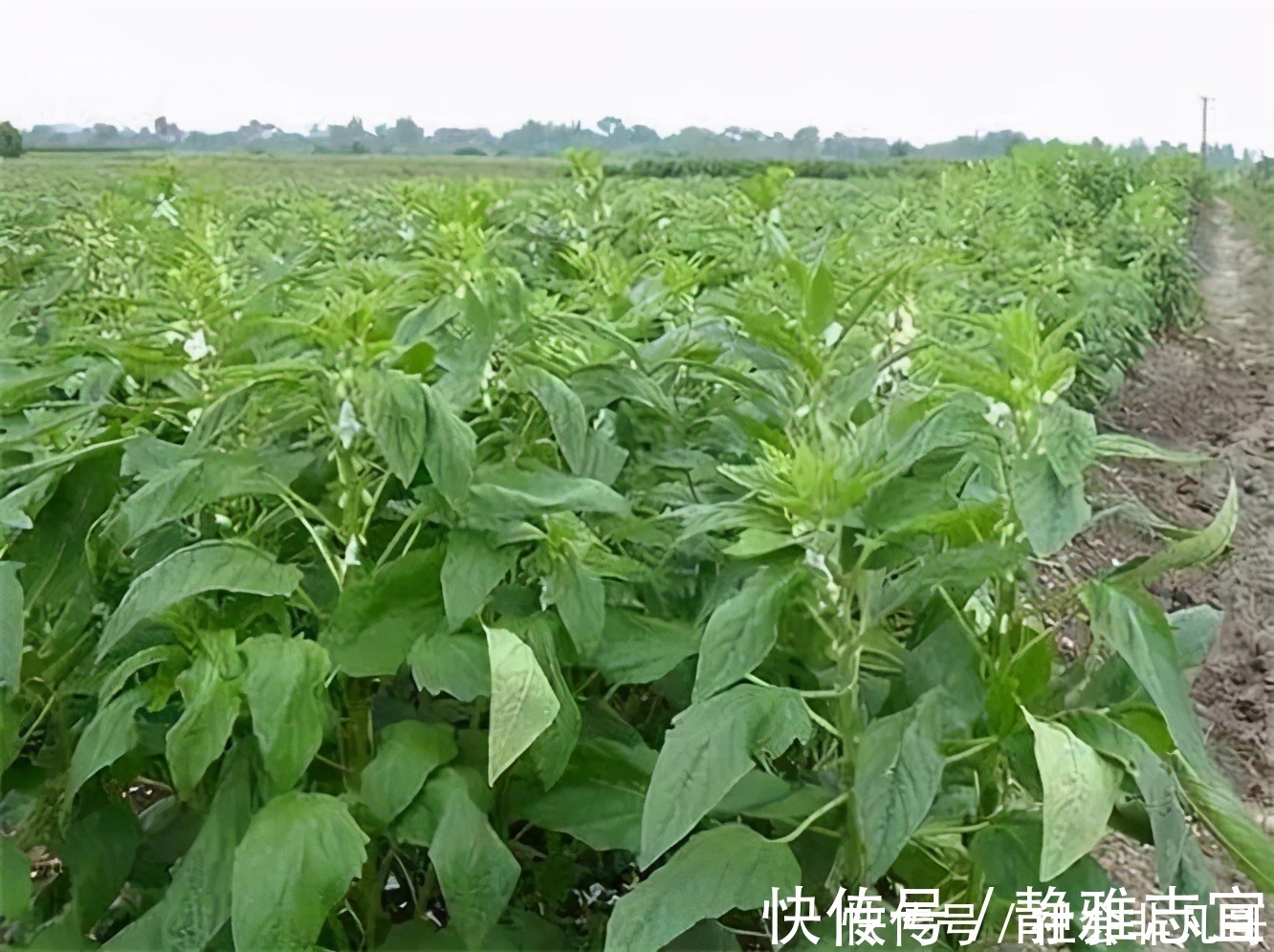 红薯叶|女性担心老太快,学会吃3种食物,美容抗衰,祛皱养颜,好处多多