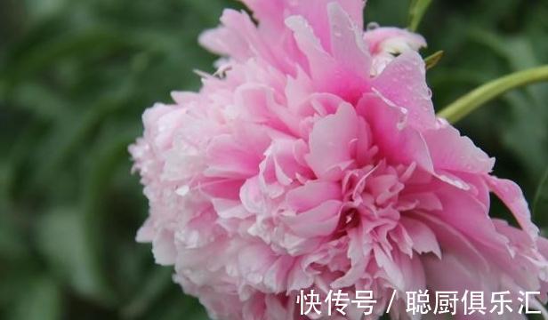 此些植物都不能错过,此时开花正艳,您都喜欢吗