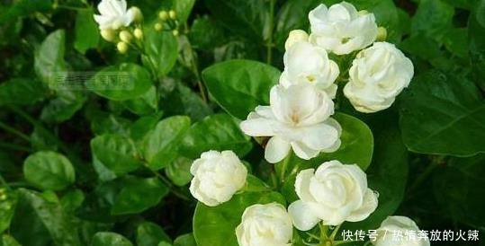 养茉莉花，“3件小事”做到位，就可以“静待花开”，且花大味香