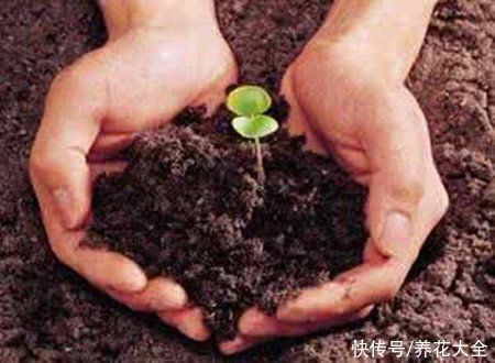 家里养凤尾竹，做好这几件事，叶片油绿有精神