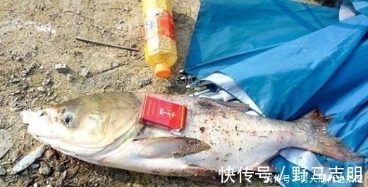 常见的四种鲢鱼钓法，有三种已经不让用了