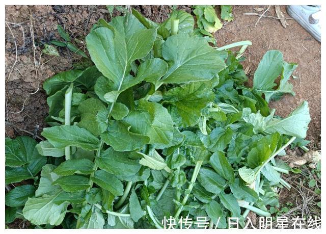 叶子|农村人只知道吃其果实,叶子被无情丢掉,殊不知叶子作用非常大