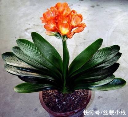 虎皮兰|养花6年,总结出这几个“坑”,建议新手花友看看