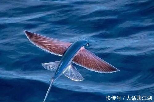 飞天 四种本来不该飞天的动物,却一次次完成了飞行壮举,不可思议