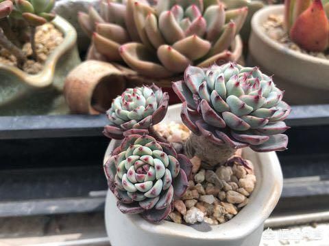 多肉怎么养才能迅速生长、晶莹剔透？