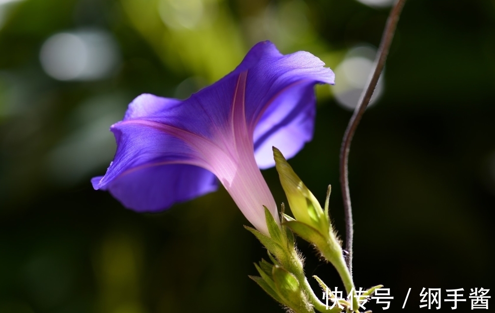 生肖|7月中旬，爱得越真，陷得越深，守住底线，3生肖咬着牙，熬到底