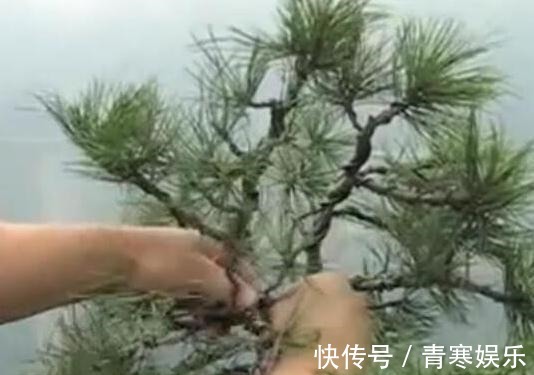 舍利|白骨森森,的舍利松树盆景图解,10图10个步骤,为大家解惑