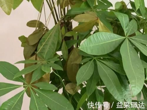 君子兰|低于5度,6种花一整个冬天不浇水,也能照样活!