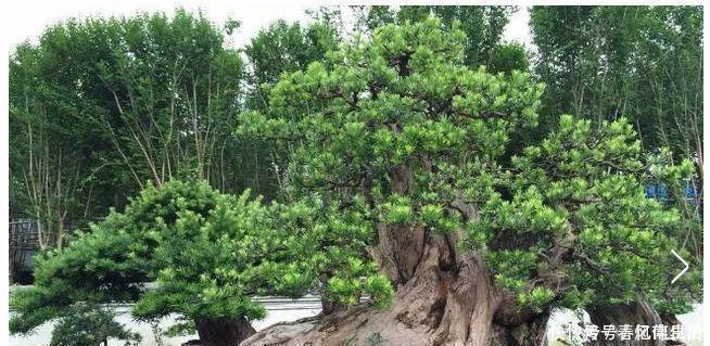 9种价格不菲的盆栽，不能拥有至少也过过眼瘾嘛