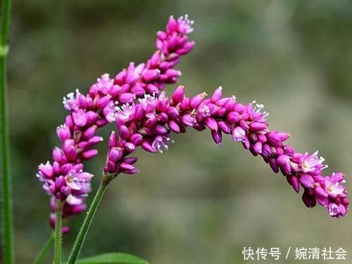 捕鱼|能捕鱼的野草,比蚯蚓还好用,花瓣还能泡酒喝,功能很齐全