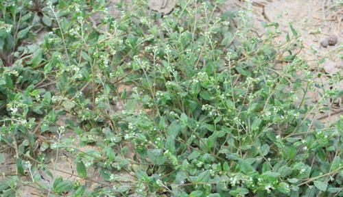 这种长在水沟边的野草,叶片上都是毛,不仅能强筋骨,还能治胃痛