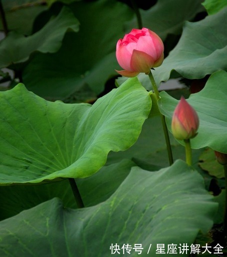 幸福|步入7月下旬，4属相运势乘风破浪，财源广进，迈向幸福