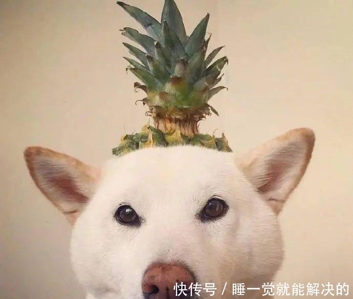 超好玩的沙雕头像,建议收藏!